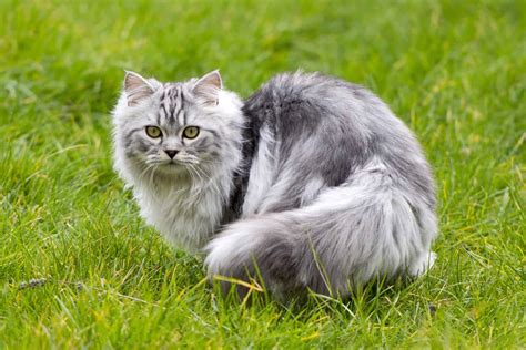 grey persian cat info genetics traits faqs  pictures