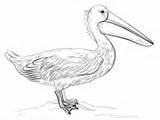 Pelican Coloring Draw Drawing Pelicans Pages Birds sketch template
