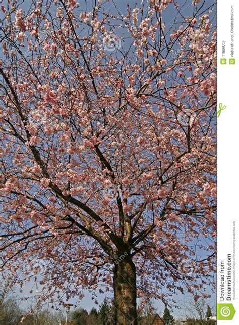 Ciliegio Giapponese In Primavera Immagine Stock Immagine Di