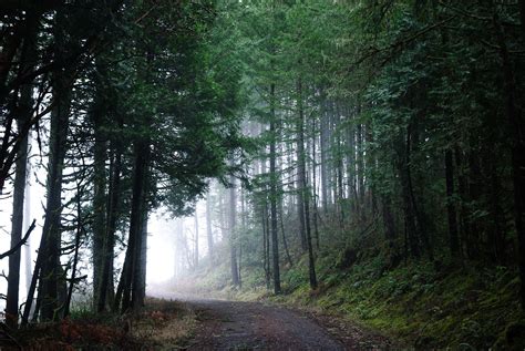 beautiful forests  oregon  images beautiful forest oregon life
