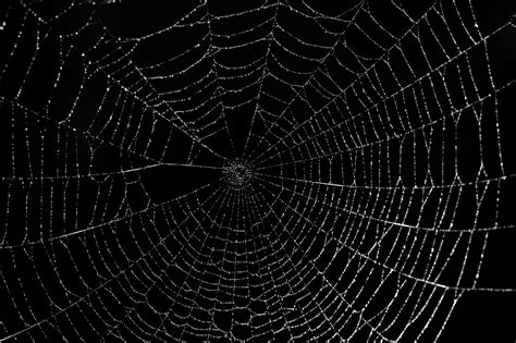 large spider web  stockarch  stock photo archive