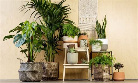 The List Of The Best Indoor Plants That Ll Make Your Home Look Gorgeous