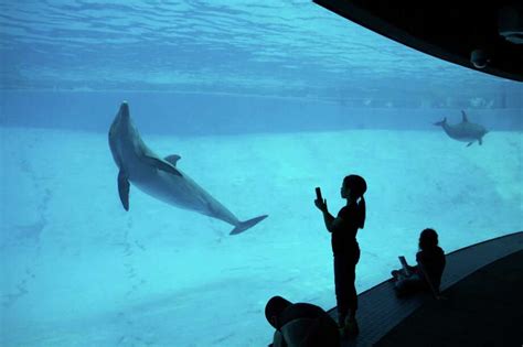 dolphin health  welfare   studied  texas state aquarium