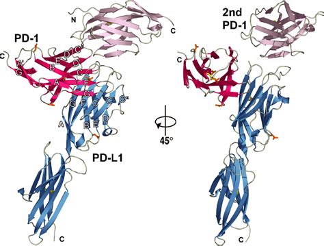 pd pd  complex resembles  antigen binding fv domains