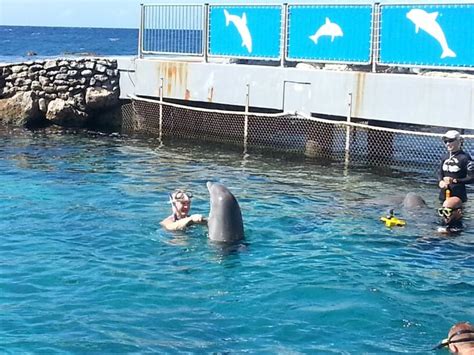 zwemmen met dolfijnen op curacao curacao zwemmen dolfijnen