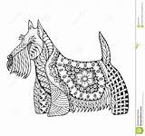 Zentangle Scottish Dog Illustration Vector Stylized Terrier Coloring Preview sketch template