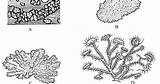 Lichen Structure Reproduction Types Thallus sketch template