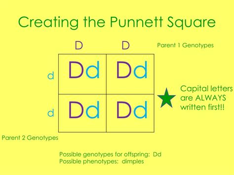 ppt punnett square notes powerpoint presentation free download id