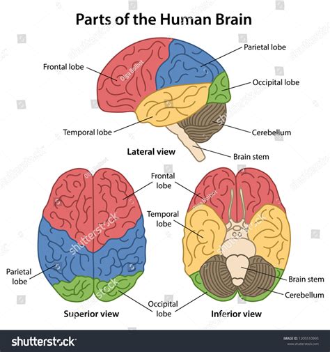 parts human brain labeled lateral superior vector  san mien phi ban