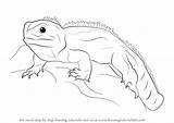 Tuatara Draw Drawing Step Drawingtutorials101 Reptiles Drawings sketch template