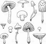 Drawing Mushrooms Mushroom Sketch Coloring Pages Getdrawings Vector Drawn Forest Hand Set sketch template