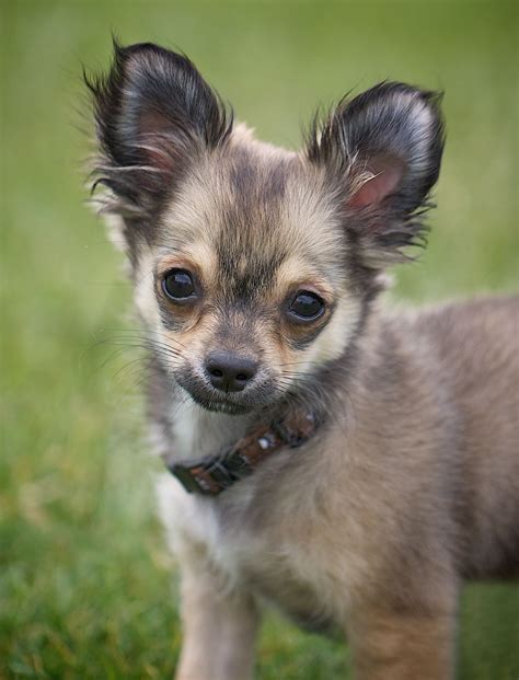 chihuahua information dog breeds  thepetowners