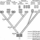 Genes Homeotic Gymnosperm Orthologues Understanding Lineages Phylogeny Evolutionary sketch template