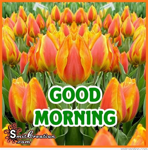 Good Morning Flowers Pictures And Graphics