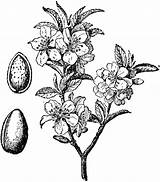 Almond Tree Clipart Fruit Vintage Illustration Etc Botanical Usf Edu Drawing Flower Prints Drawings Gif Medium Large Resolution sketch template