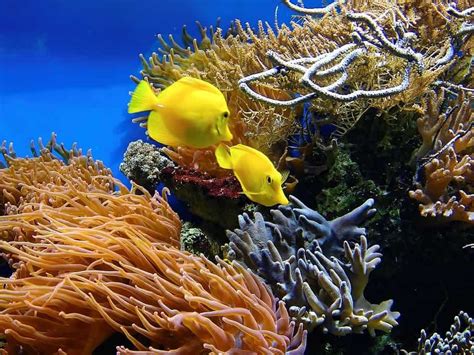 coral reef doesnt  legal rights   questions