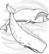 Sperm Whale Capodoglio Ballena Whales Zwei Wale Marins Pintar Ballenas Malvorlage Cachalote Baleias Ausmalbild Printmania sketch template