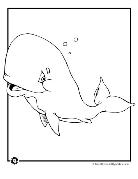 beluga whale coloring   designlooter