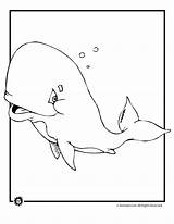 Whale Coloring Beluga Cartoon Pages Animal Jr Designlooter Color Cat Printable Printer Send Button Special Print Only Click Use Library sketch template