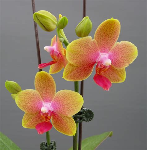 miniature moth orchids orchidaceous orchid blog