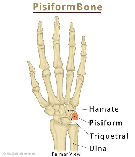 pisiform bone definition location anatomy functions diagram