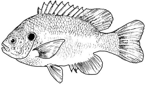 effortfulg bass coloring pages