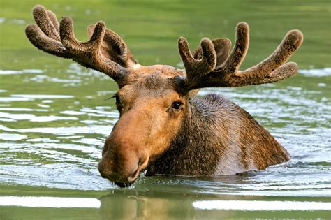 moose wild animals news facts