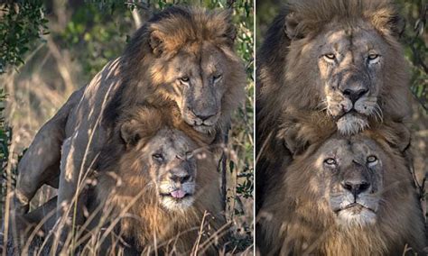 gay lions put on public display of affection in kenya daily mail online