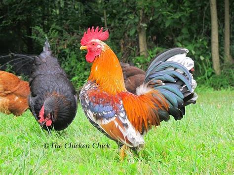tips for selecting chicken breeds the breed i need the chicken chick®