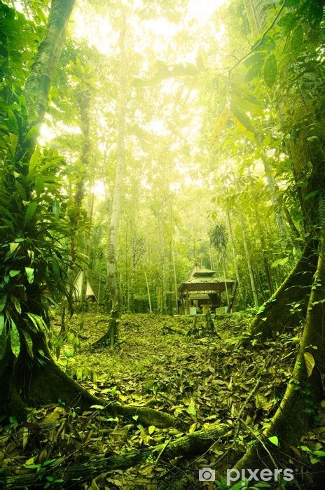 fototapete tropischer regenwald  malaysia waehrend der fruehen