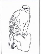 Falcon Valk Faucon Hawk Falco Kleurplaten Colorare Vogels Preschoolcrafts Fargelegg Nukleuren Aguila Uccelli Pubblicità Preschool Fugler Annonse Publicité Advertentie sketch template