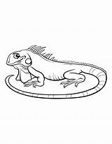 Reptiles Amphibians sketch template