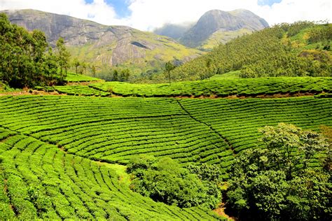tea plantations  stay    india media india group