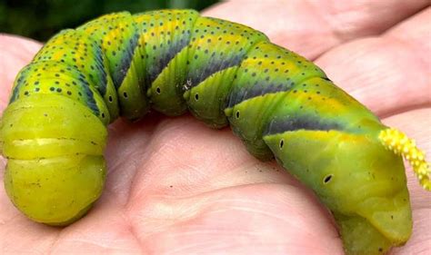 Wales Caterpillar Dubbed Omen Of Death Spotted At Popular Beauty