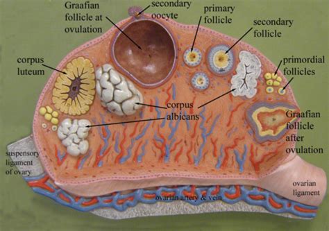 stages  follicle development   ovary urinary system anatomy testesovaries histology