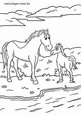Pferd Pferde Malvorlage Stall Ausmalbild Ausmalen Ganzes Weide Kinderbilder Reiten sketch template