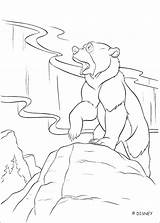 Bear Coloring Pages Grizzly Getdrawings Getcolorings sketch template
