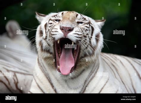 white bengal tiger panthera tigris tigris portrait adult yawning