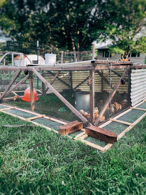 predator proof chicken tractor