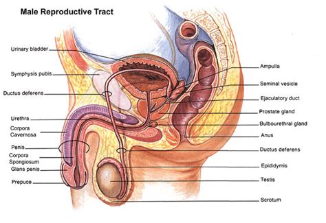 Male Reproductive Organs Anatomy Of The Organs Of The