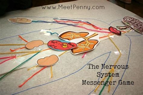 nervous system lesson  printable game meet penny nervous system