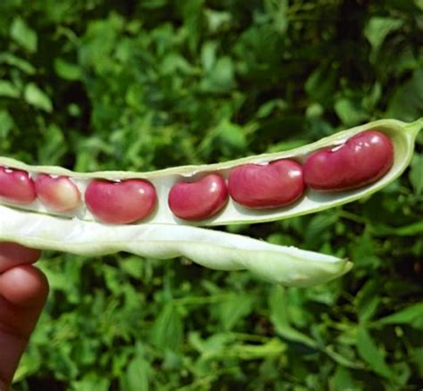 grow kidney beans plant instructions