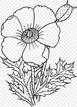 Poppy Drawing Clipart Prickly Flower Wildflowers Draw California Mountains Wildflower Flowers Coloring Sacramento Stencils Printable Openclipart Botanical Big Transparent Book sketch template