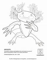 Axolotl Coloring Designlooter 87kb 792px sketch template