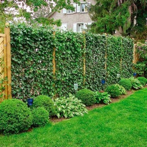 amazing privacy plants that will keep your neighbors from snooping page 3 of 3