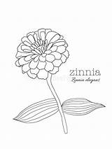 Zinnia Elegans sketch template