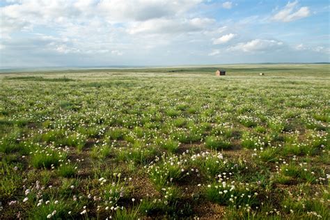 time   wildflowers  steppes  mongolia  roveme