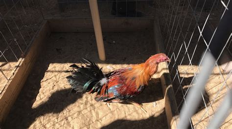 400 birds seized from alleged cockfighting operation cbs los angeles