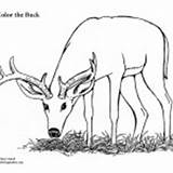 Mammals Buck Coloring Deer Male Category Nature sketch template