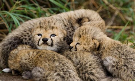 cheetahs cheetah facts cheetah conservation fund